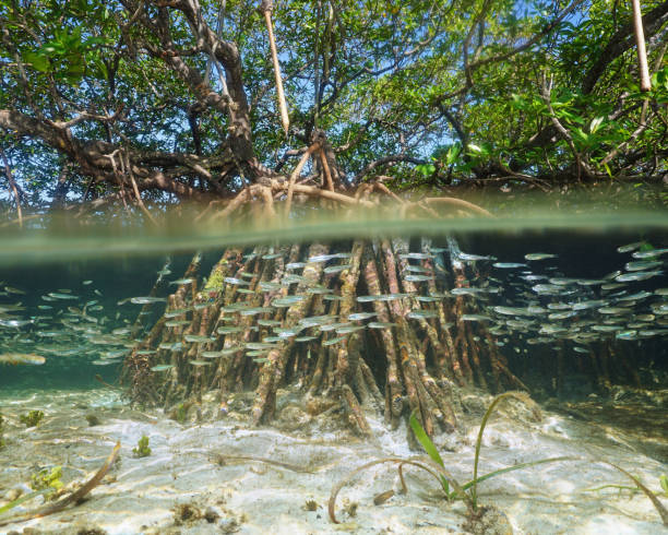 Mangrove tree in water above and below sea surface Split view of mangrove tree in the water above and below sea surface with roots and school of fish underwater, Caribbean mangrove habitat stock pictures, royalty-free photos & images