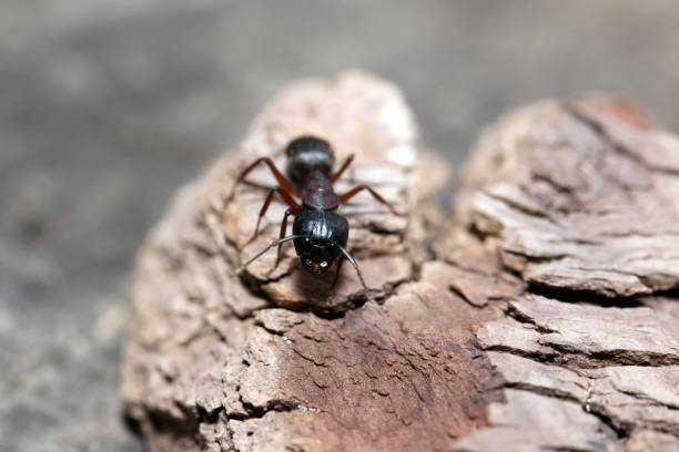 istock Ants on nature in the forest and green moss 923018012