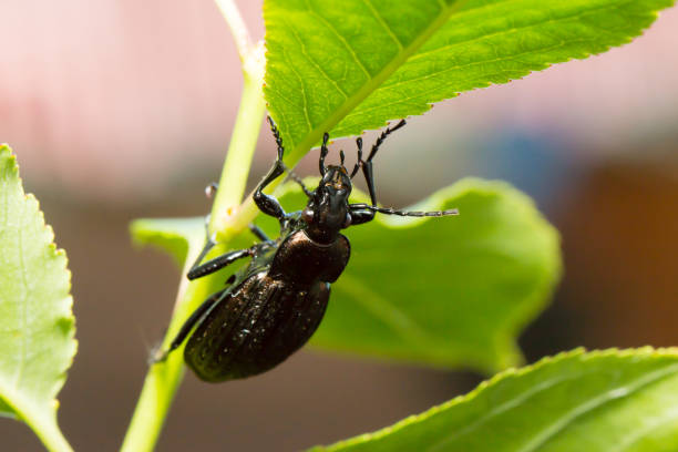 Beetle, ground beetle on nature, Green moss macro