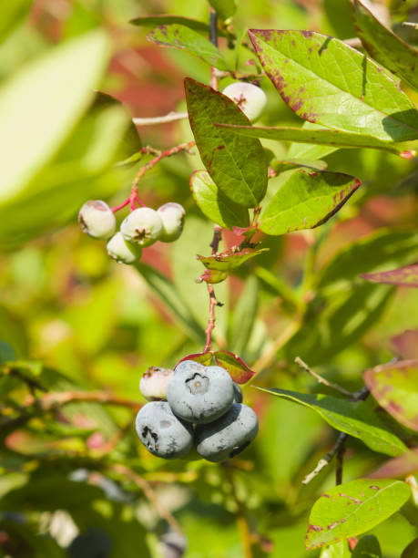 istock Tall huckleberry,Vaccinium corymbosum, riping berries close-up, selective focus, shallow DOF 923021220