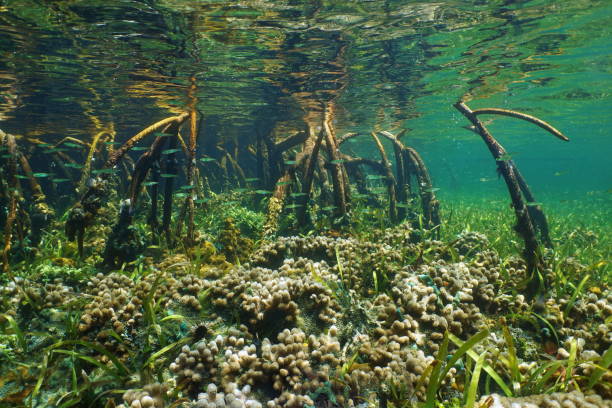 istock Mangrove underwater with coral and fish in roots 923024500