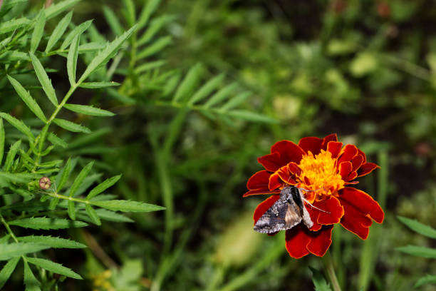 butterfly fly in morning nature