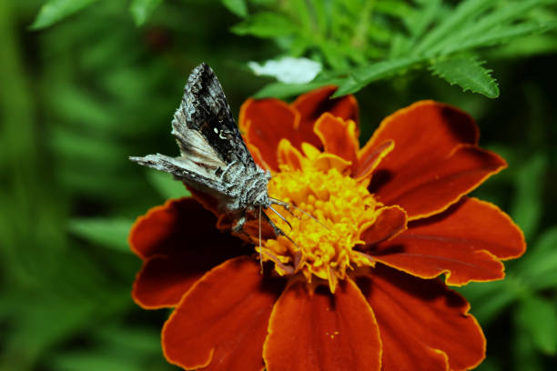 istock butterfly fly in morning nature 923024770