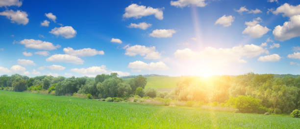 istock Green field and blue sky with light clouds. 923027786