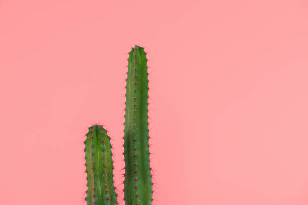 istock beautiful green cactuses with thorns isolated on pink 923028440