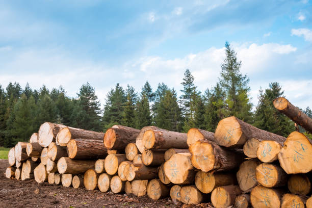Log stacks along the forest road Log stacks along the forest road, Tatry, Poland, Europe lumber industry timber lumberyard industry stock pictures, royalty-free photos & images