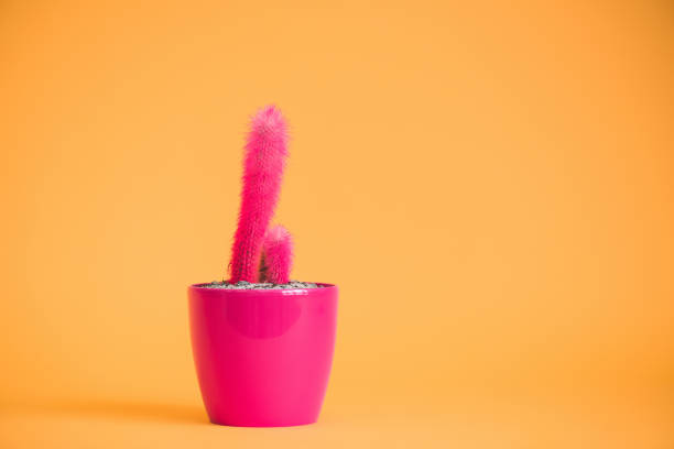 istock beautiful pink potted cactus in pink pot on yellow 923028788