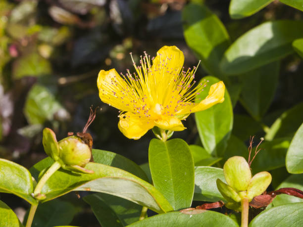 st. john's wort или yellow rose of sharon, hypericum calycinum, цветок крупным планом, селективный фокус, неглубокий dof - st johns wort стоковые фото и изображения