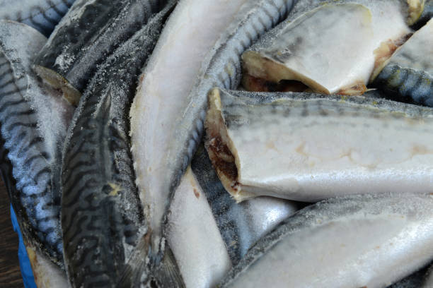 istock Fresh caught and frozen makarels 923031420