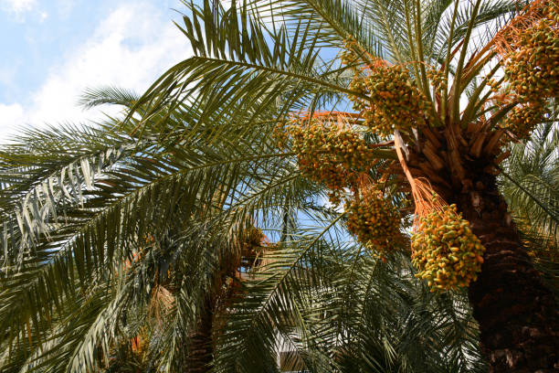 istock Date palm with fruits 923031490