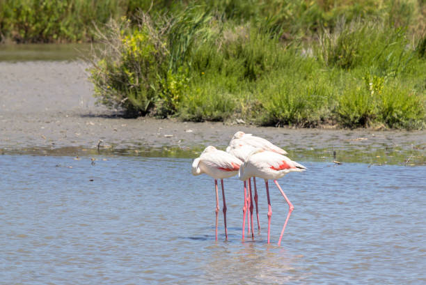istock Flamingo in the water 923031756