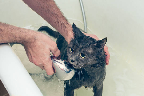 istock Bathing a gray cat in the bathroom 923031970