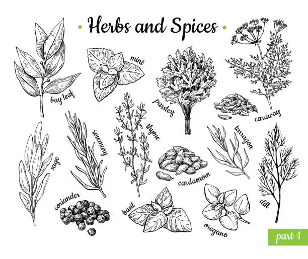Herbs and Spices. Hand drawn vector illustration set. Engraved style flavor and condiment drawing. Botanical vintage food sketches. Herbs and Spices. Hand drawn vector illustration set. Engraved style flavor and condiment drawing. Botanical vintage food sketches. Mint, oregano, caraway, coriander, basil, dill and etc. cardamom stock illustrations