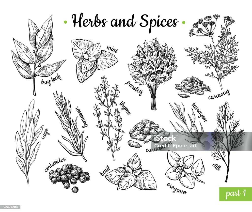 Thảo Mộc Và Gia Vị Tập Minh Họa Vectơ Vẽ Tay Khắc Hương Vị Phong ...