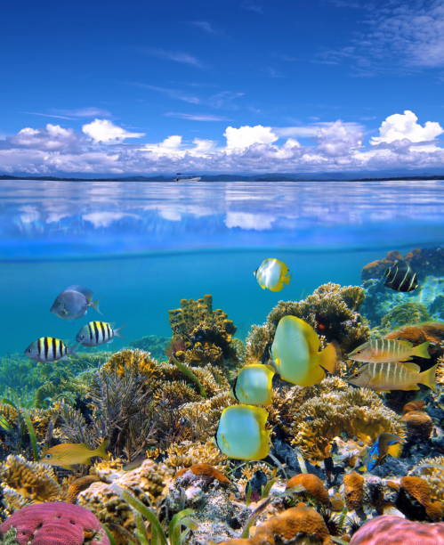 istock Over and under sea sky with colorful coral reef 923032350