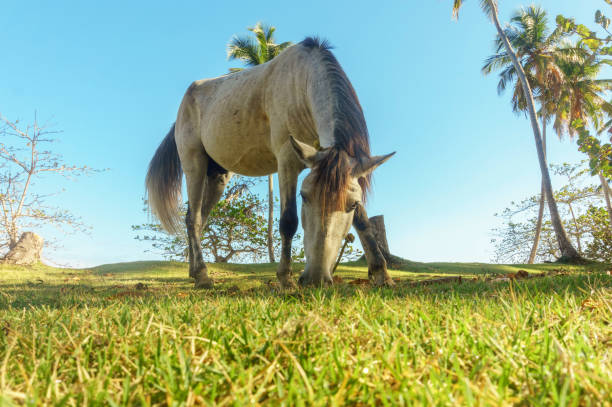 istock horse grazing on a green meadow surrounded by palm trees 923032496