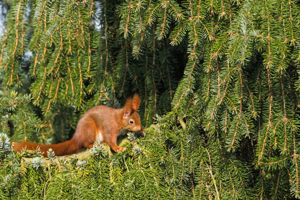 Lateral view of a Eurasian red squirrel in a fir tree.