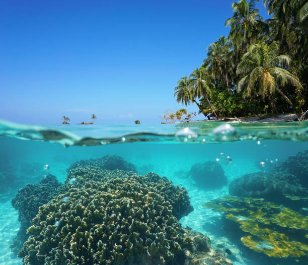 istock Over under sea tropical shore and coral underwater 923035090