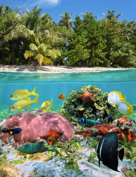 istock Over under sea tropical beach colorful marine life 923035126