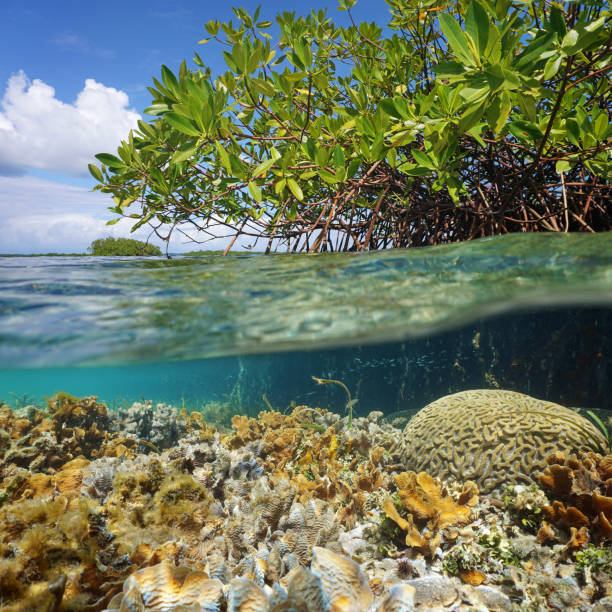 istock Over and under sea surface near islet of mangrove 923035242