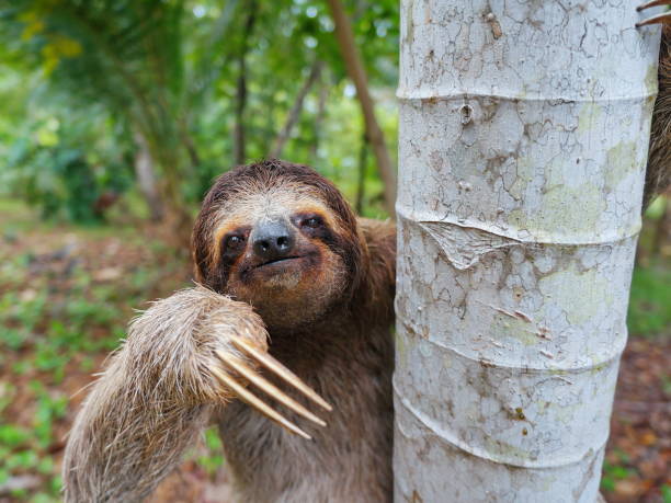 istock Portrait of brown-throated three-toed sloth 923035652