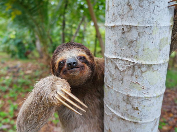 portrait of brown-throated three-toed sloth - bocas del toro imagens e fotografias de stock