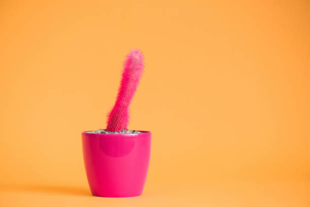 istock beautiful pink cactus in pink pot on yellow 923035776