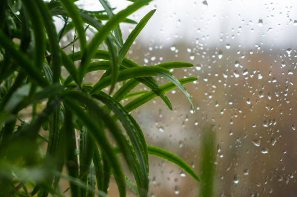istock house plants and raindrops on the window glass 923035926