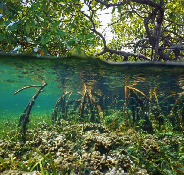 istock Over and under water surface in the mangrove 923038100