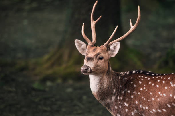 istock Cute fallow buck deer portrait 923038630