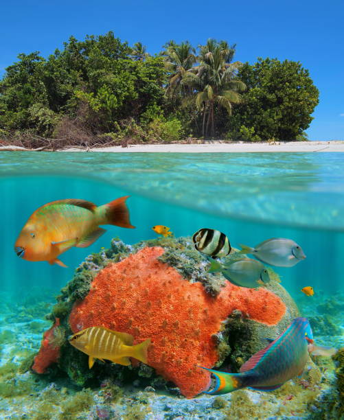 istock Over under sea tropical beach with colorful fish 923039034
