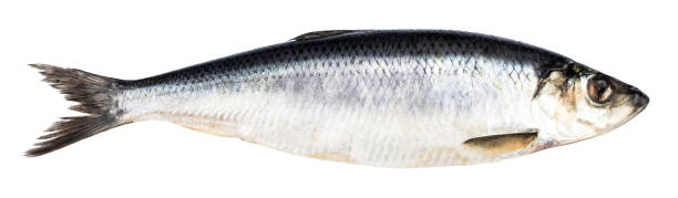 istock Herring fish isolated on white background with clipping path 923039118