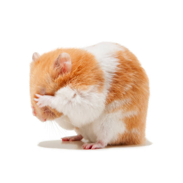 Hamster hiding eyes behind paws stock photo