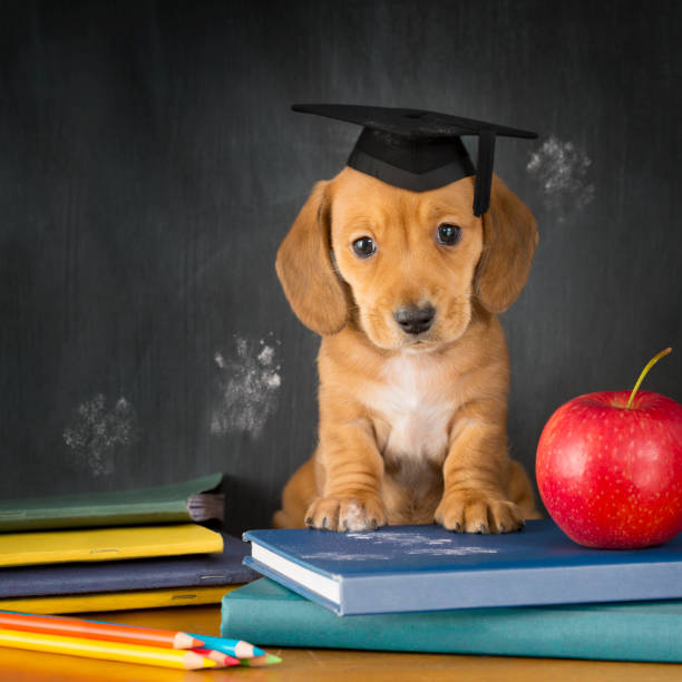 chiot étudiant teckel était assis en face d’un tableau noir école - dog graduation hat school photos et images de collection