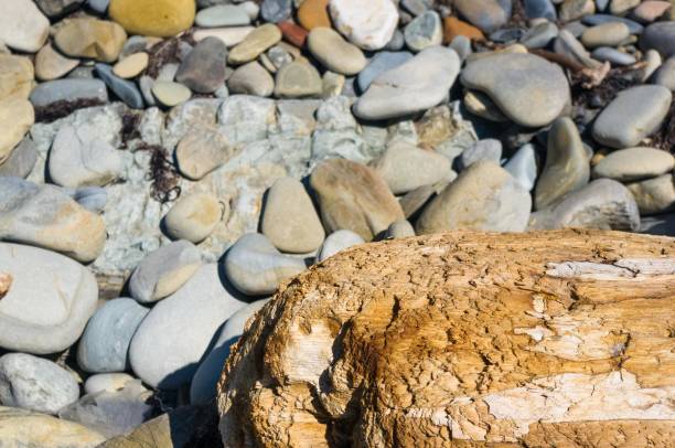 istock driftwood, washed up by the sea on a pebble beach 923042696