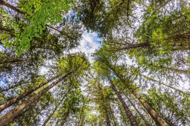 istock shoot from below upwards on green trees with crowns at the blue sky with white clouds 923045072