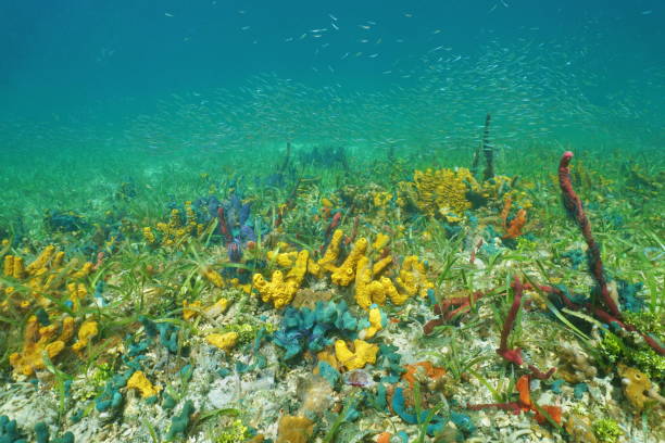 istock Seabed with colorful underwater marine life 923046430