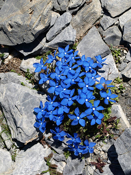 Enzian  blue Gentian in the Alps with stones  enzian stock pictures, royalty-free photos & images