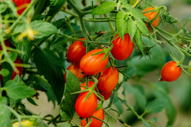 istock Fresh cherry tomato on a branch in the garden. 923048808