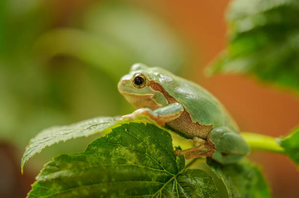 istock European tree frog on stem of raspberry 923049976