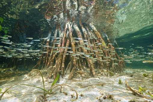 Banco de peces nadar cerca de las raíces de mangle photo