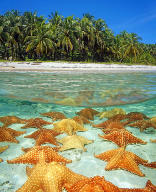 istock Shore of a tropical beach with starfish underwater 923055658