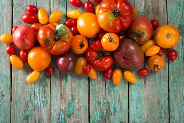 Colorful tomatoes, red , yellow, orange , green,black tomatoes. autumn background. vintage wooden background