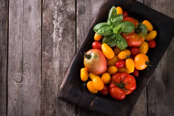 Colorful tomatoes, red , yellow, orange , green,black tomatoes. autumn background. vintage wooden background