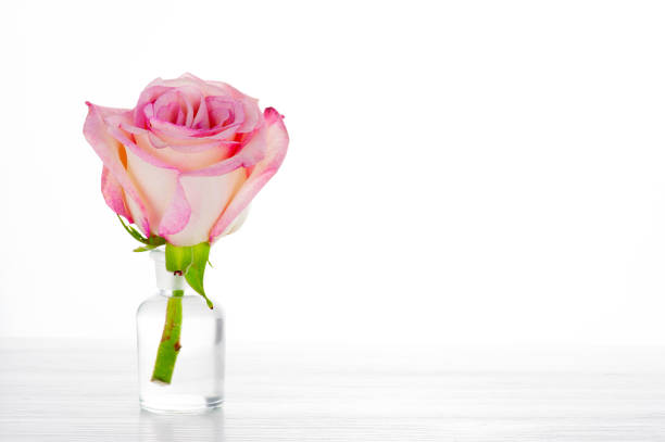Pink rose in the glass bottle on the white wooden table, background with copy space