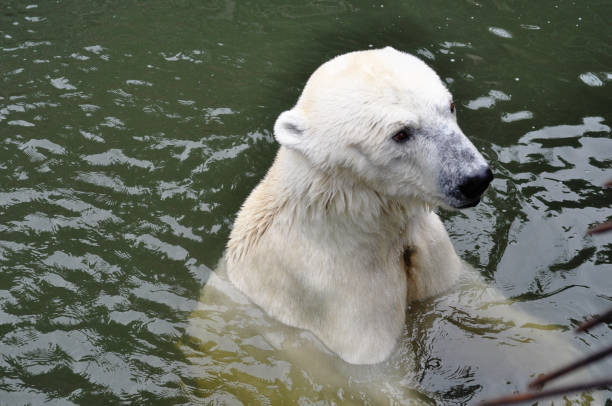 istock A young polar bear is swimming in the water. 923058798