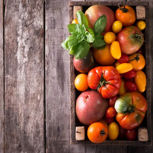 Colorful tomatoes, red , yellow, orange , green,black tomatoes. autumn background. vintage wooden background