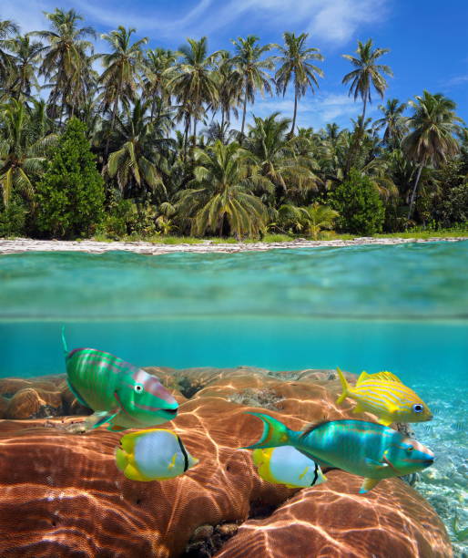 istock Tropical beach and coral reef 923061596