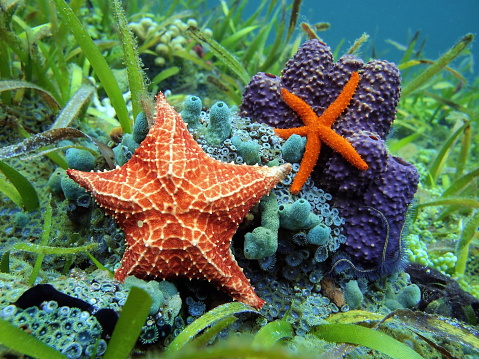 Starfishes underwater with a common comet star and a cushion sea star over colorful marine life, Caribbean sea