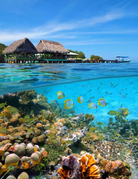istock Tropical restaurant and coral reef Caribbean sea 923061982